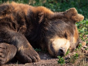 Peacefully sleeping brown bear in the wilderness