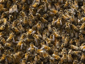 Colony of western honey bees.