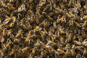 Colony of western honey bees.