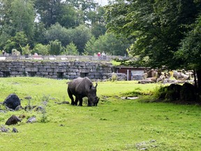 Picture taken on July 21, 2020 shows a rhinoceros grazing in its enclosure at the Zoo Salzburg (Zoo Hellbrunn).