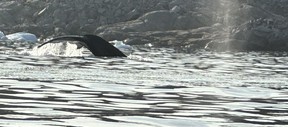 Humpback whales join kayakers in Ilulissat, Greenland.