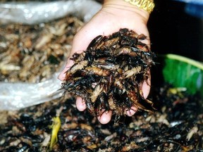 蟋蟀在曼穀的一個市場上作為零食出售。