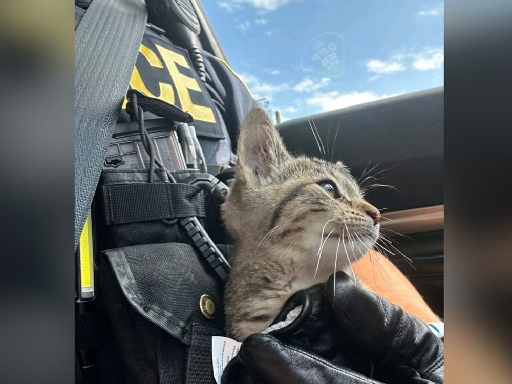 CAUGHT ON CAMERA: OPP rescue kitten on highway during routine stop