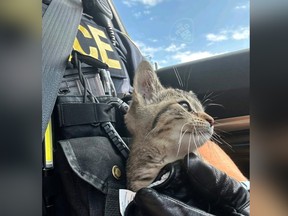 Kitten being held by a police officer