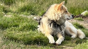 Sled dog on holiday in Sisimiut, Greenland