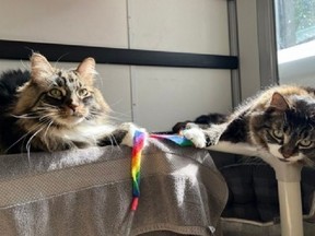 Arwin (L) and Dasher (R), nine-year-old brothers, are bonded and looking for a forever home. (Toronto Humane Society photo)