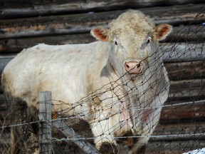 A large bull gazes out of a farm yard