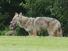 In this file photo, a coyote catches a squirrel near McCarthy Woods in Ottawa on June 6, 2022.