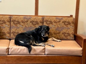 Scout, a stray mutt, relaxing in the lobby of Meadow Brook Medical Care Facility, a nursing home in Bellaire, Mich. MUST CREDIT: Meadow Brook Medical Care Facility