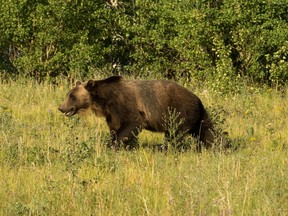 A Grizzly bear walks along a bank next to Highway 89 near Babb, Montana, on July 27, 2018.