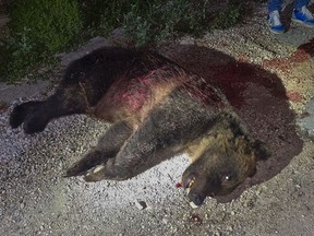 In this picture made available on Friday, Sept. 1, 2023 by the Parco Nazionale d'Abruzzo the body of she-bear 'Amarena' lies on the ground after she was shot inside the Abruzzo Park in central Italy.