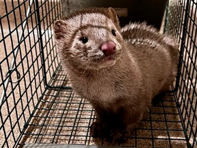 Cassie Marks, who works for an animal rescue organization, has been catching minks that escaped from a Pennsylvania farm. (Cassie Marks photo)