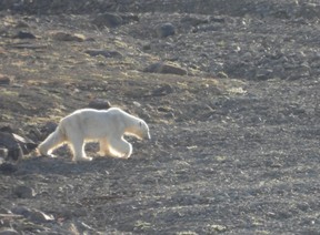 One of Strobel's birthday bears on Devon Island, Nunavut.