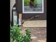 A rattlesnake is seen in front of a home's front door after an Amazon driver was bitten in the leg on Monday.