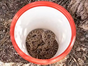 A bucket containing five adult rattlesnakes are pictured in a screengrab of a YouTube video shared by Rattlesnake Solutions