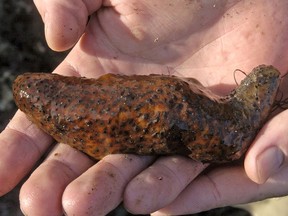 A man holds a sea cucumber in the tide pools at Cabrillo Beach in the San Pedro section of Los Angeles on Dec. 30, 2005. Wildlife traffickers pleaded guilty in federal court in August 2023, to illegally importing endangered sea cucumbers between 2017 and 2019 across the US-Mexico border in the most recent case of the bottomfeeder's rising smuggling rates.