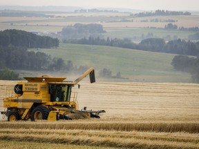 Statistics Canada says manufacturing sales rose 1.6 per cent to $71.9 billion in July, boosted by higher sales of food products, petroleum and coal products and transportation equipment. Wheat is harvested near Cremona, Alta., Tuesday, Sept. 6, 2022.