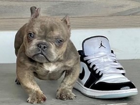 A bulldog puppy was stolen during a break-and-enter in Rexdale on Thursday, Aug. 31, 2023.