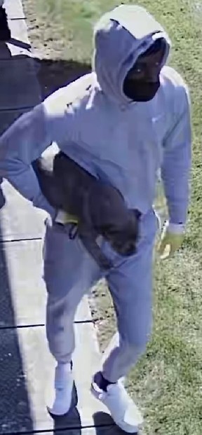Two suspects and a suspect vehicle are sought after a bulldog puppy and jewelry were stolen during a break-and-enter in Rexdale on Thursday, Aug. 31, 2023.