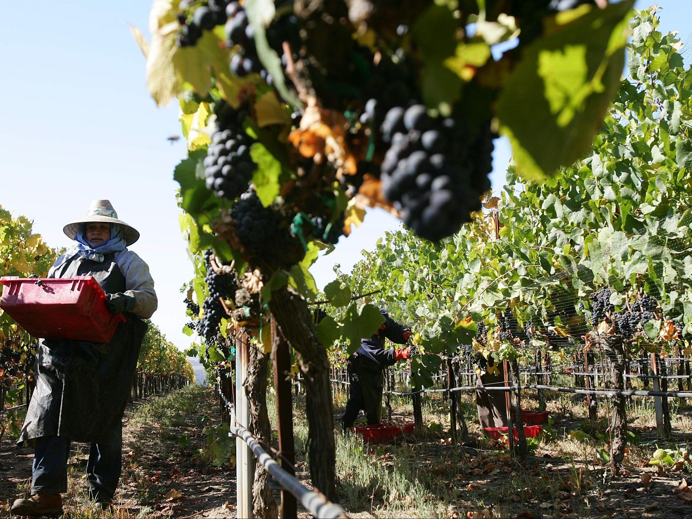 Scientists studying how to salvage red wines affected by fires
