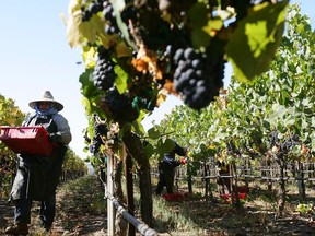 This Oct. 9, 2006 file photo shows a farm worker carrying freshly harvested wine grapes at the Byron Vineyard and Winery in Santa Maria, Calif.