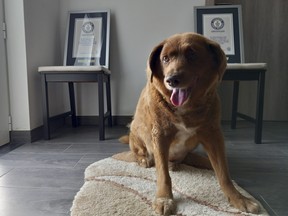 Portugal Oldest Dog Dies