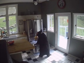 A black bear was caught on camera inside a Connecticut home and stole a frozen meal.