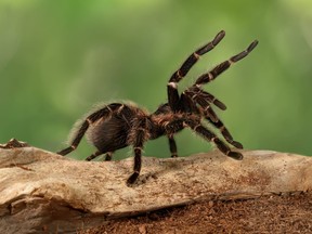 Close-up female of Spider Tarantula in threatening position.