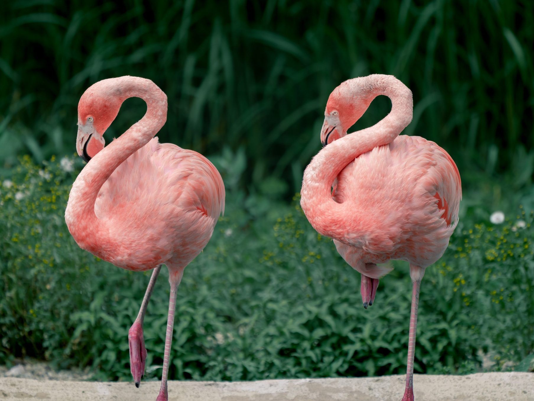 Hurricane Idalia blew flamingos off course, 2 landed in Chincoteague