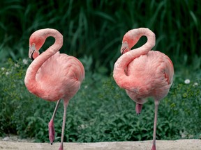 The cause of the kerfuffle is the arrival of two American flamingos, tropical birds who have no business being anywhere around here, which have taken up residence in marshland on opposite ends of the island and don't seem to be in a hurry to leave.