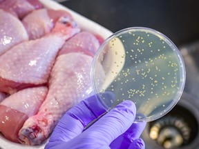 Bacterial culture plate with chicken meat at the background.