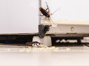 Cockroaches are pictured in a kitchen.