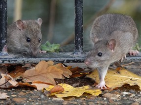Toronto has been ranked the rattiest city in Canada for the second year in a row, by Orkin Canada.