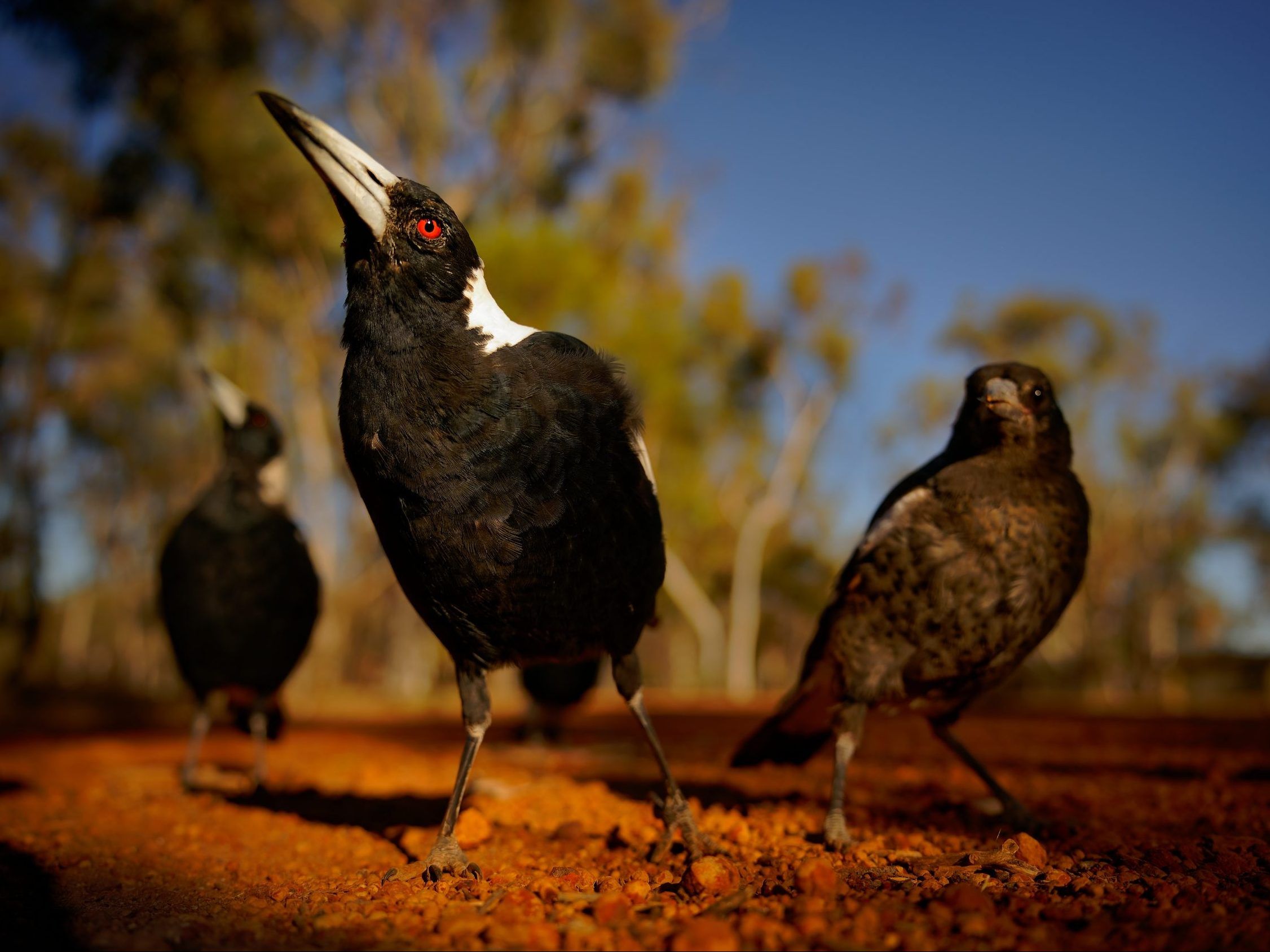 Australian cyclist fears angry magpie has marked him as its enemy ...