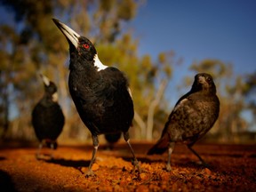 Australian magpies.