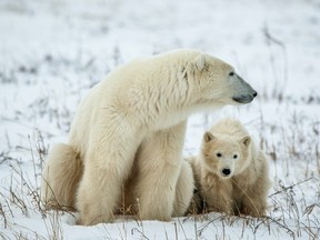 Polar bear with cub.