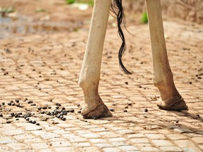 Giraffe rear legs and tail with droppings or pellets.