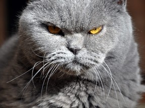 Portrait of British Short hair blue cat with yellow eyes.