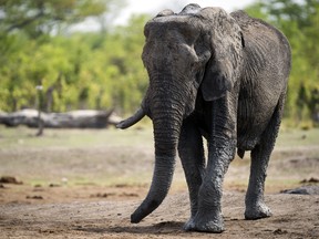 An African elephant is pictured