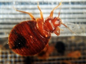 Bed bugs crawl around in a container