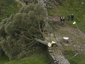 Police officers look at the tree at Sycamore Gap