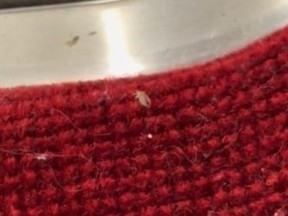 Screenshot of bedbug on TTC seat.