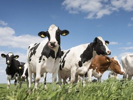 Cows graze in a grassy meadow.