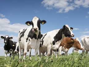 Cows graze in a grassy meadow.