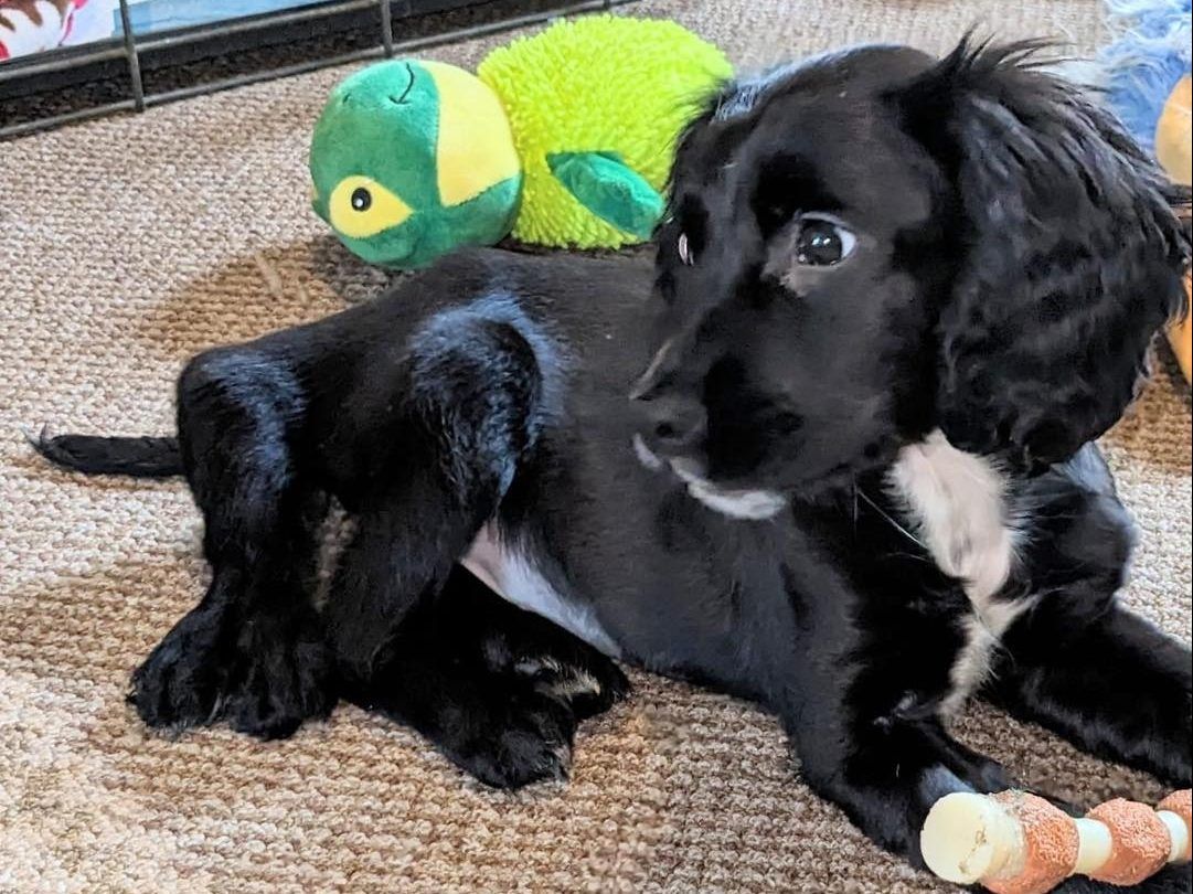 Dog born with six legs found abandoned in parking lot | Toronto Sun