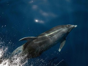 A dolphin swims off the coast of Vitoria, Espirito Santo State, Brazil, on Aug. 22, 2023.