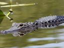 An alligator swims at the Everglades National Park, Fla., April 23, 2012. 