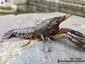 Marbled crayfish