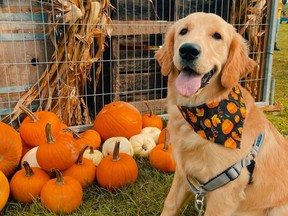 Happy dog with pumpkin bandana sitting next to little pumpkins.