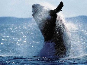 This file photo dated August 25, 2001 shows a young adult humpback whale breaching into the air in Australia's Hervey Bay Marine Park off Fraser Island, north of Brisbane